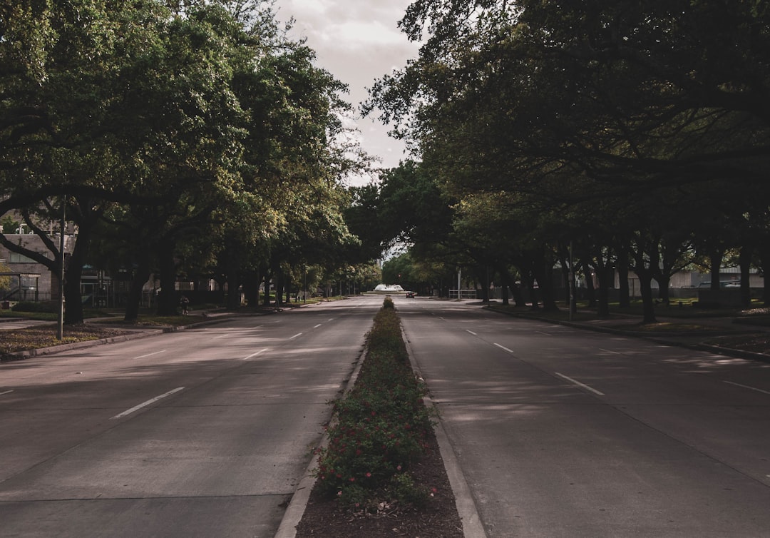 Photo Tree-lined street